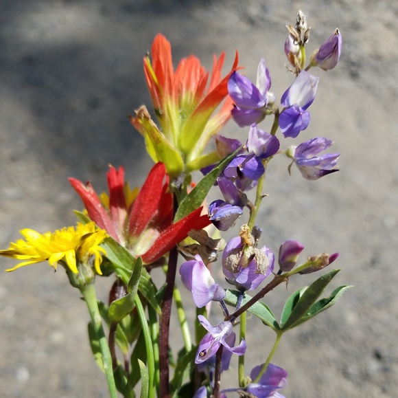 Meet your Posher, Lora - Picture 1 of 1